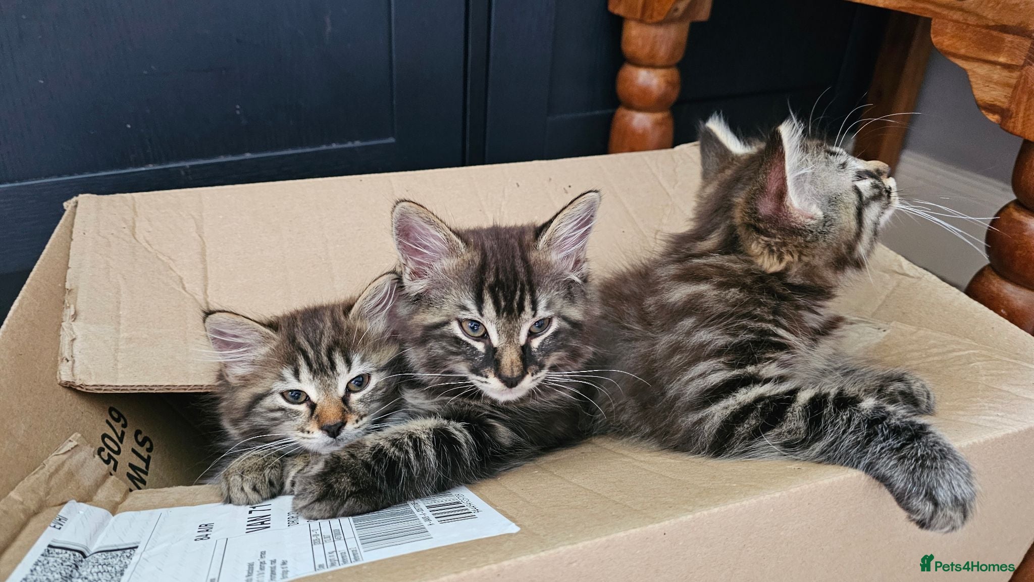 Mixed Breed cats Maine coon cross tabby - stunning fluffy kittens.. - Advert 1