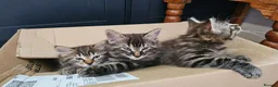 Mixed Breed cats for sale: Maine coon cross tabby - stunning fluffy kittens.. in Bridge of Weir - Advert 1