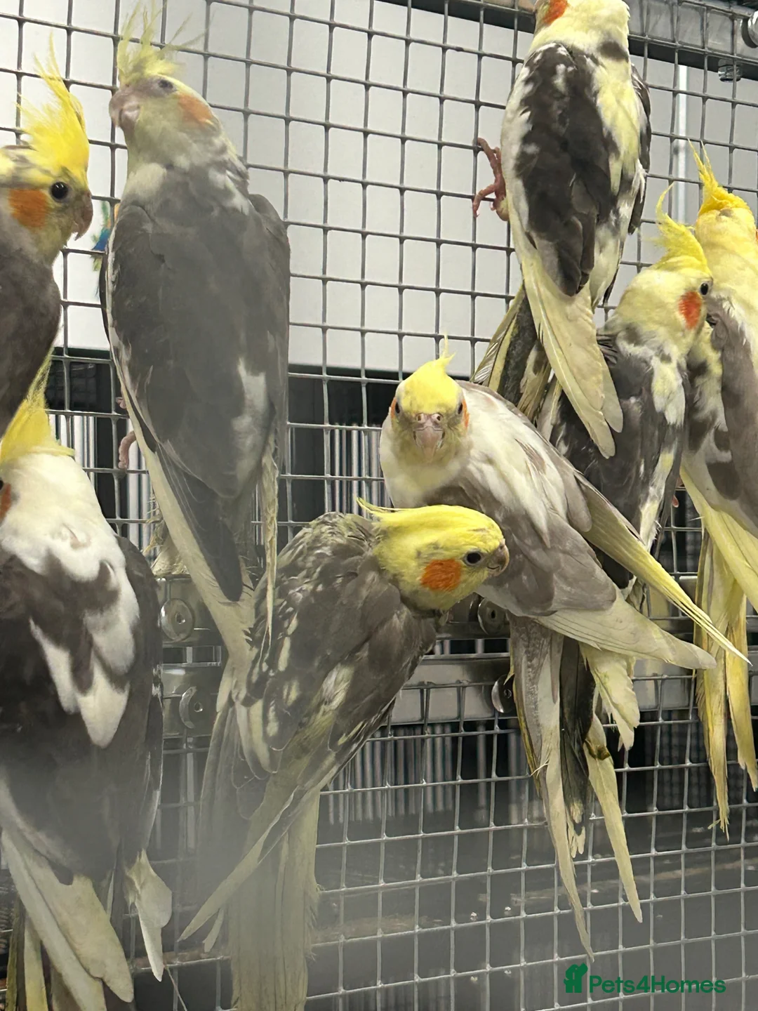 Cockatiels birds for sale: Hand Reared Stunning Baby Cockatiels  - Advert 1