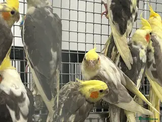 Cockatiels birds Hand Reared Stunning Baby Cockatiels - Advert 12