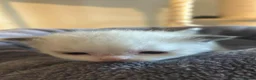 Ragdoll cats for sale: Ragdoll kittens fully gccf registered kittens  - Advert 6
