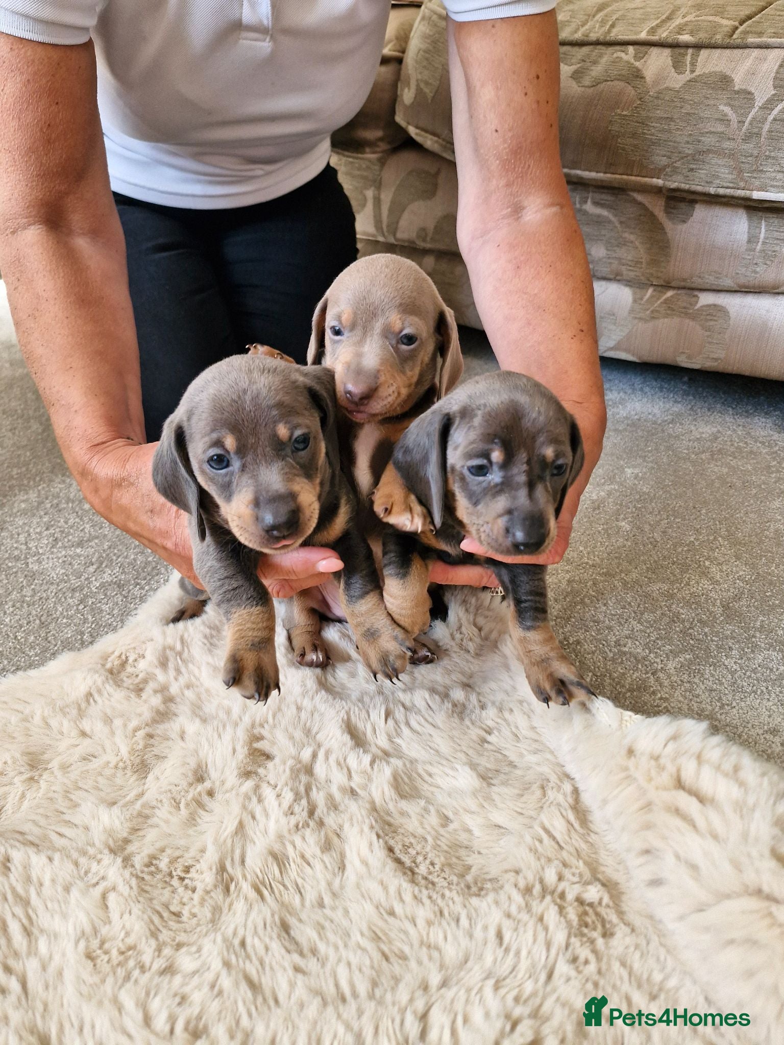 Miniature Dachshund dogs Miniture dashhound puppies - Advert 2