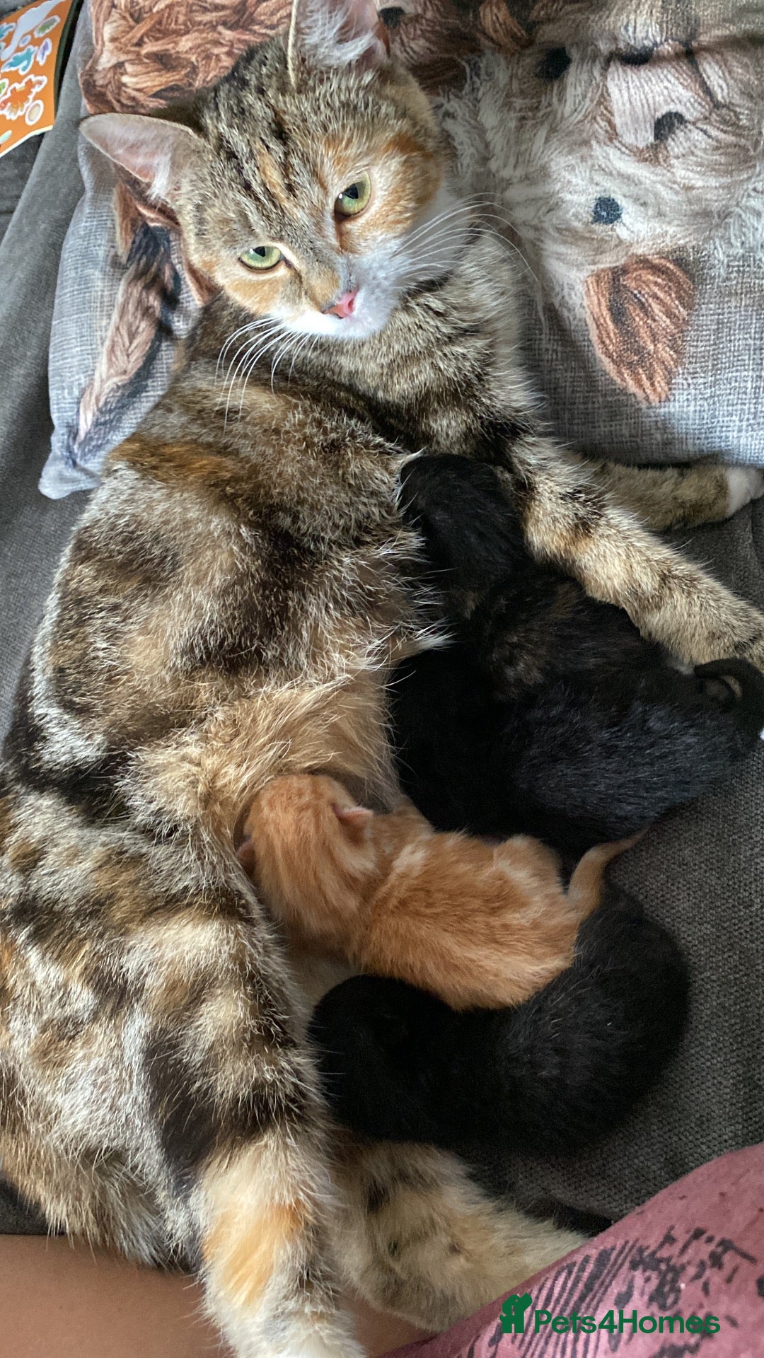 Mixed Breed cats Three beautiful kittens looking for new homes  - Advert 12