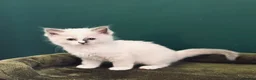 Ragdoll cats for sale: 3 beautiful Lilac point Ragdoll Kittens in Fleetwood - Advert 6