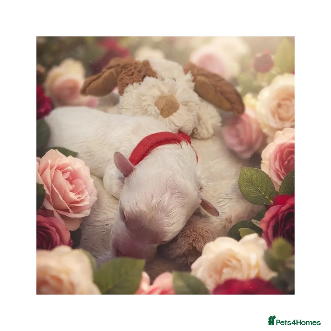 Maltipoo dogs for sale: Stunning maltipoos 💖 - Advert 10