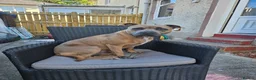 Staffordshire Bull Terrier dogs for sale: Staffordshire bull terrier puppies for sale in Kilmarnock - Advert 20