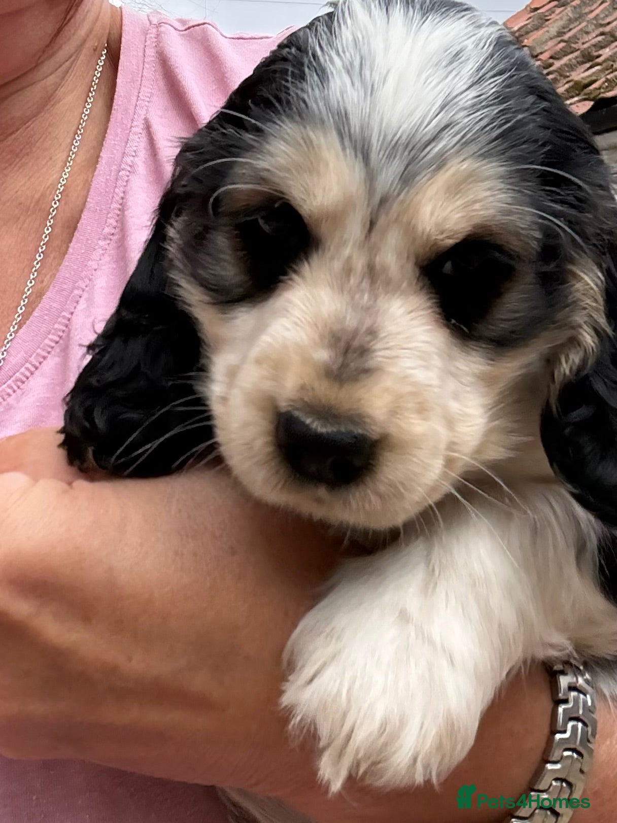 Cocker Spaniel dogs READY THIS WEEKEND- 5 Star KC Show Cocker Spaniels - Advert 2