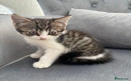 Mixed Breed cats for sale: Female kitty for sale - ready to leave  - Image 6