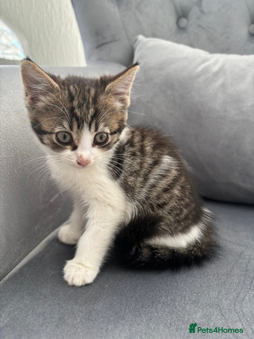 Mixed Breed cats for sale: Female kitty for sale - ready to leave  - Image 6