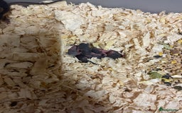 Mouse rodents for sale: Fancy mice  - Image 2