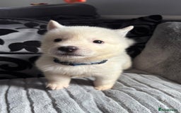 Akita dogs for sale: 4 American Akita puppies left. Ready 13th august! - Image 2