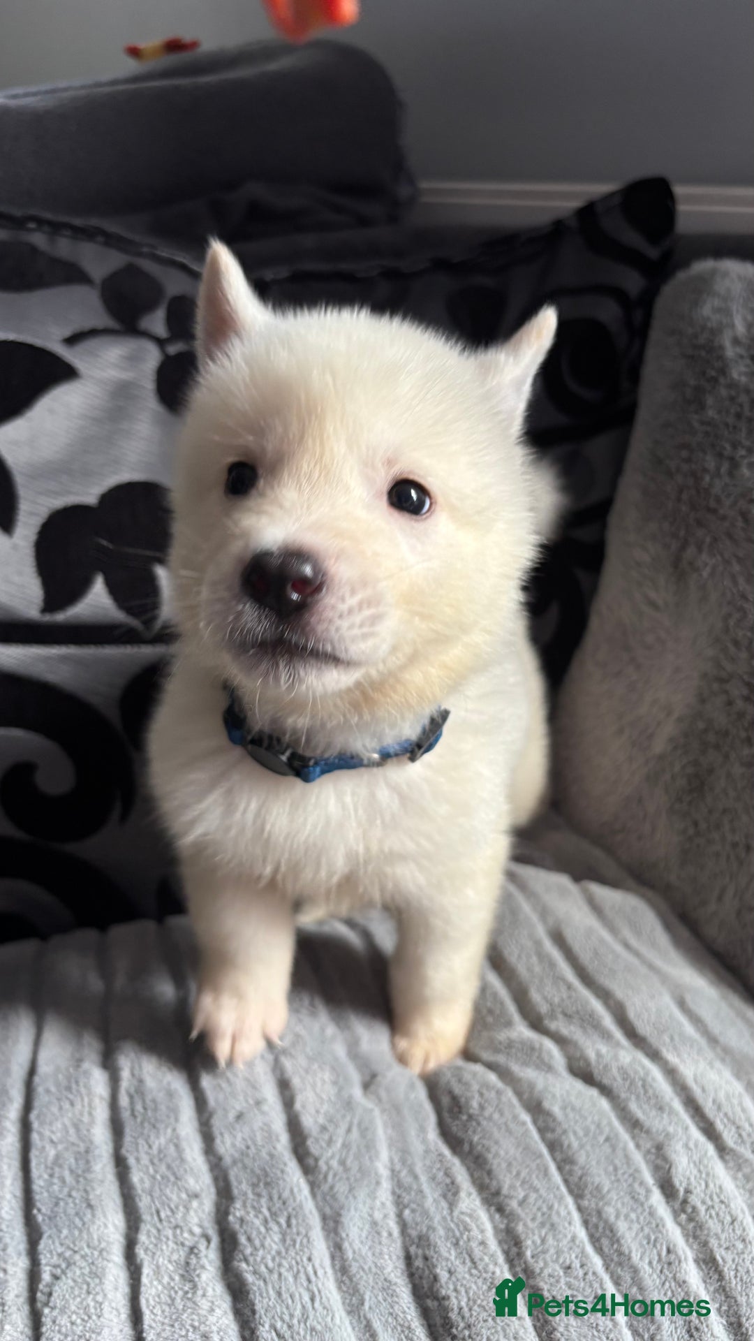 Akita dogs for sale: 4 American Akita puppies left. Ready 13th august! - Image 2
