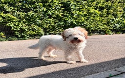 Cavapoo dogs for adoption: Mike  in Leicester - Image 1