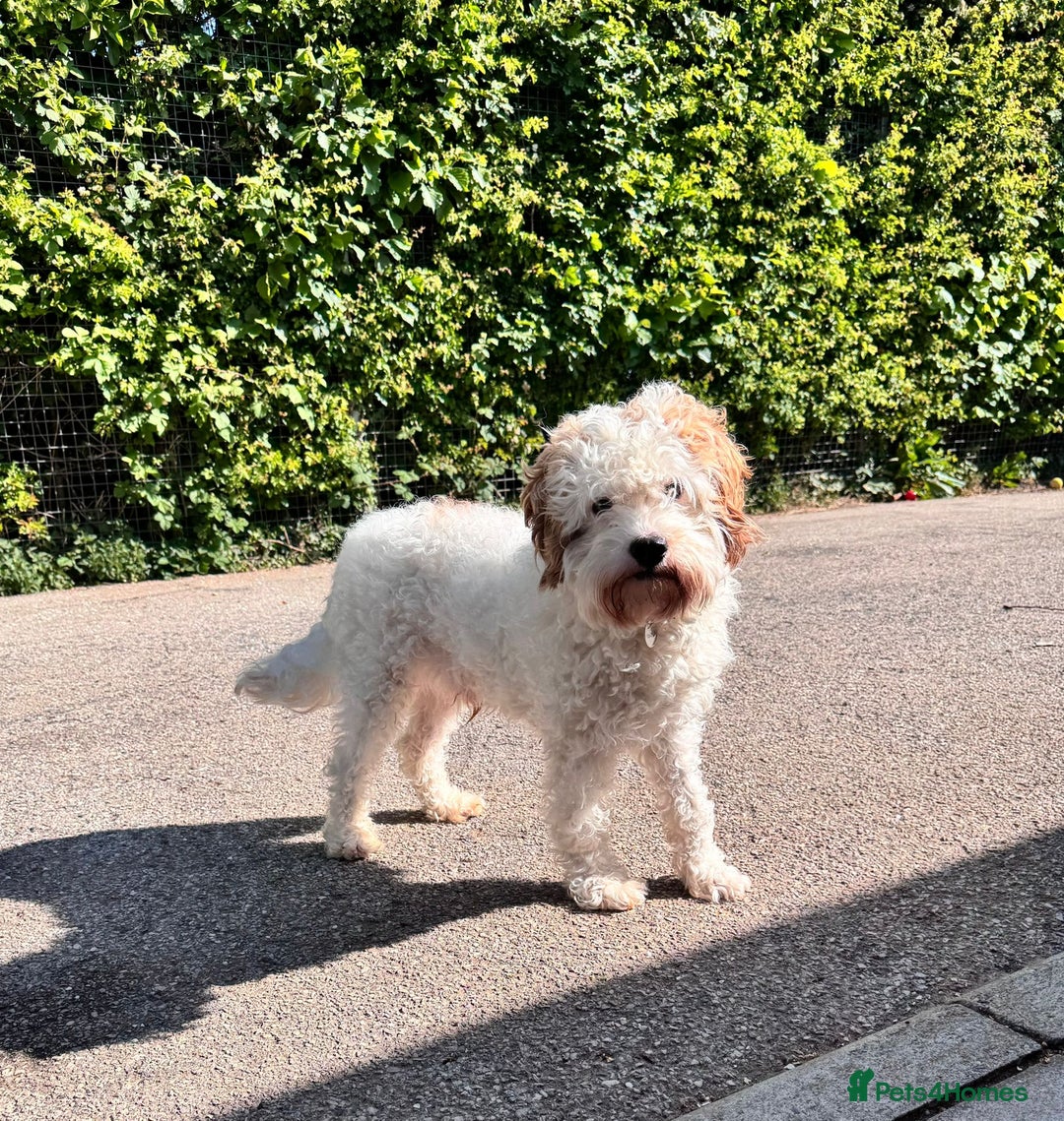 Cavapoo dogs for adoption: Mike  in Leicester - Image 1