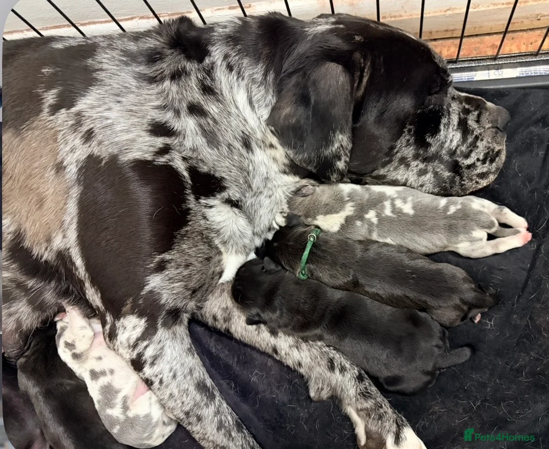 Cane Corso dogs for sale: Cane corso x North American mastiff puppies - Advert 2