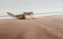 British Shorthair cats for sale: ChampionLine Kittens ready now  - Image 13