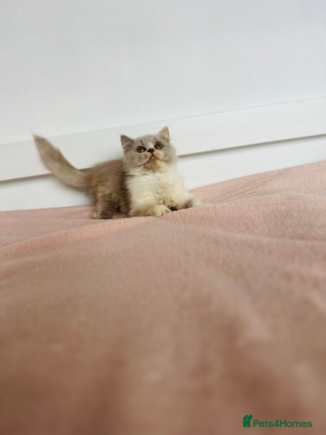 British Shorthair cats for sale: ChampionLine Kittens ready now  - Image 13