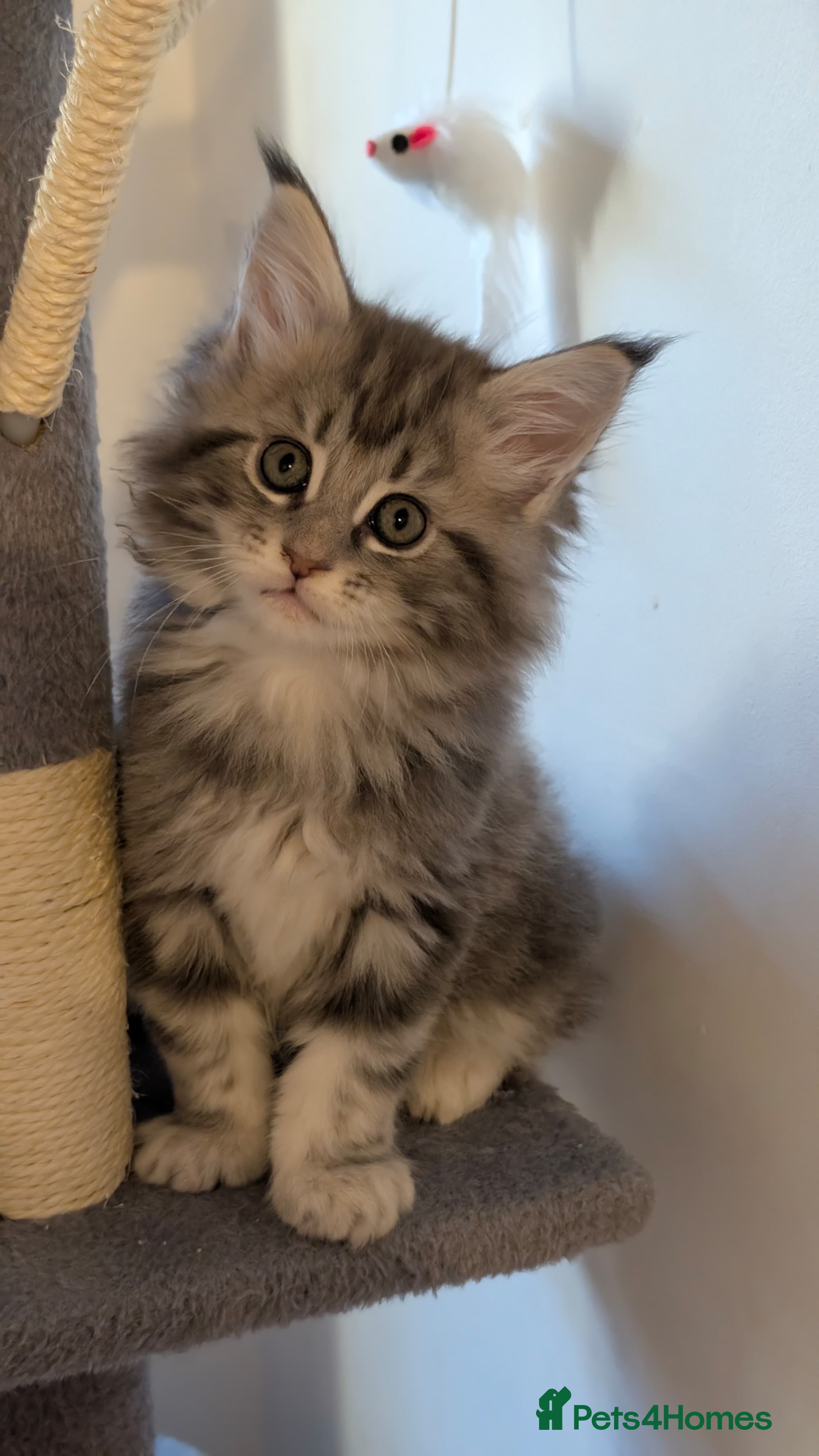 Maine Coon cats  7 week old mainecoon kittens - Advert 15