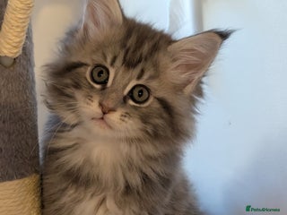 Maine Coon cats 7 week old mainecoon kittens - Advert 15