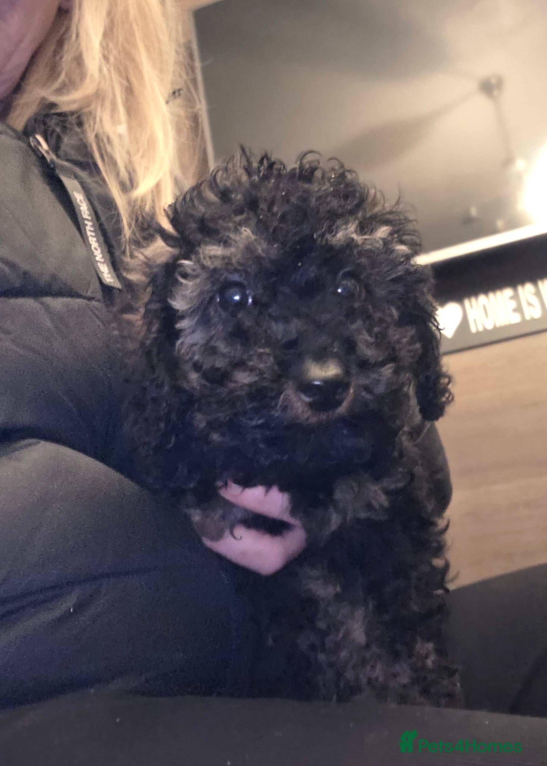 Doxiepoo dogs Beautiful toy poodle phantom rare colour 3/4 pups - Advert 18