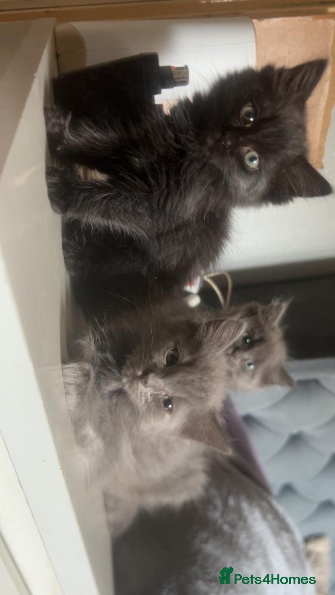 Ragdoll cats for sale: Last two 5 month Ragdoll Kittens - Advert 6