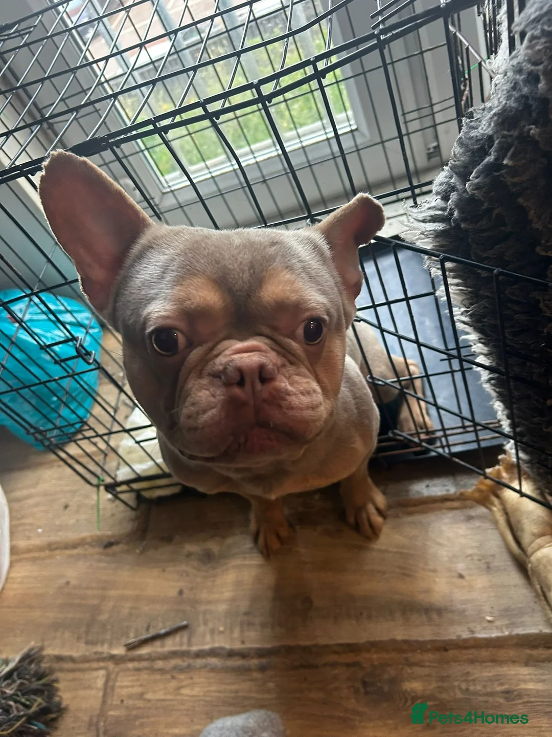 French Bulldog dogs for sale: Bluey in Grays - Advert 2