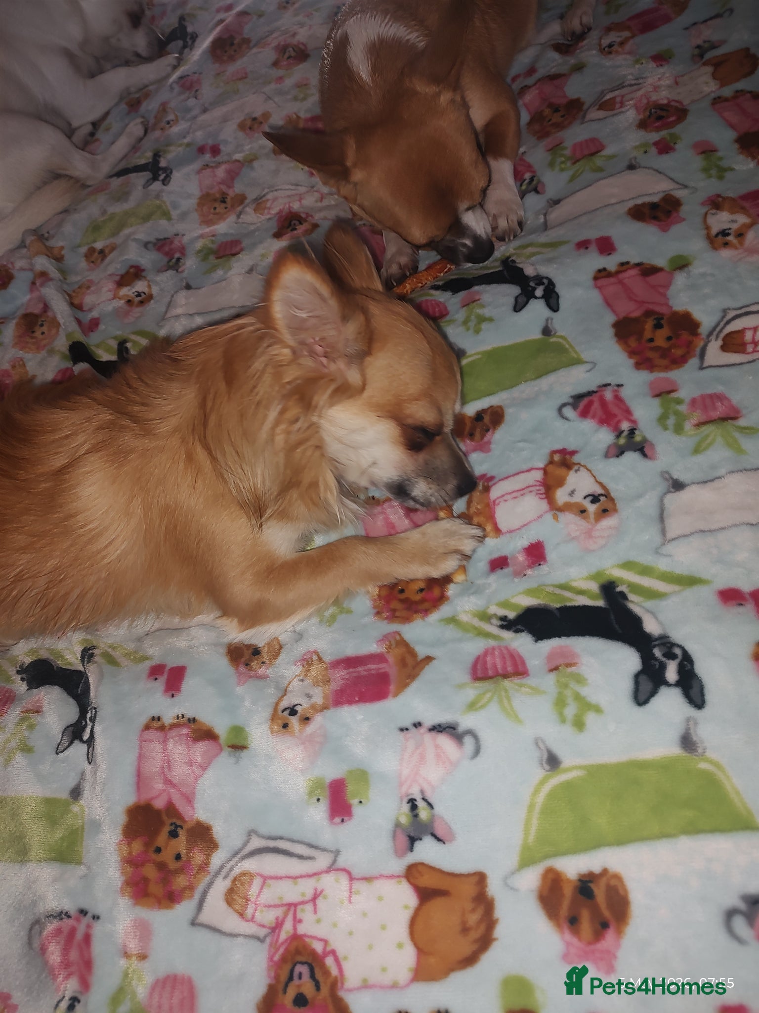 Chihuahua dogs Peanut and Lil Bear  - Advert 1