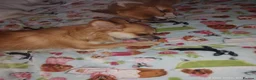 Chihuahua dogs for sale: Peanut and Lil Bear  - Advert 1