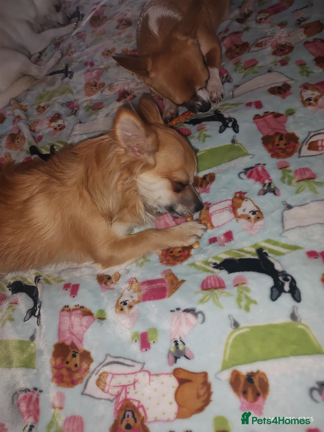 Chihuahua dogs for sale: Peanut and Lil Bear  - Advert 1