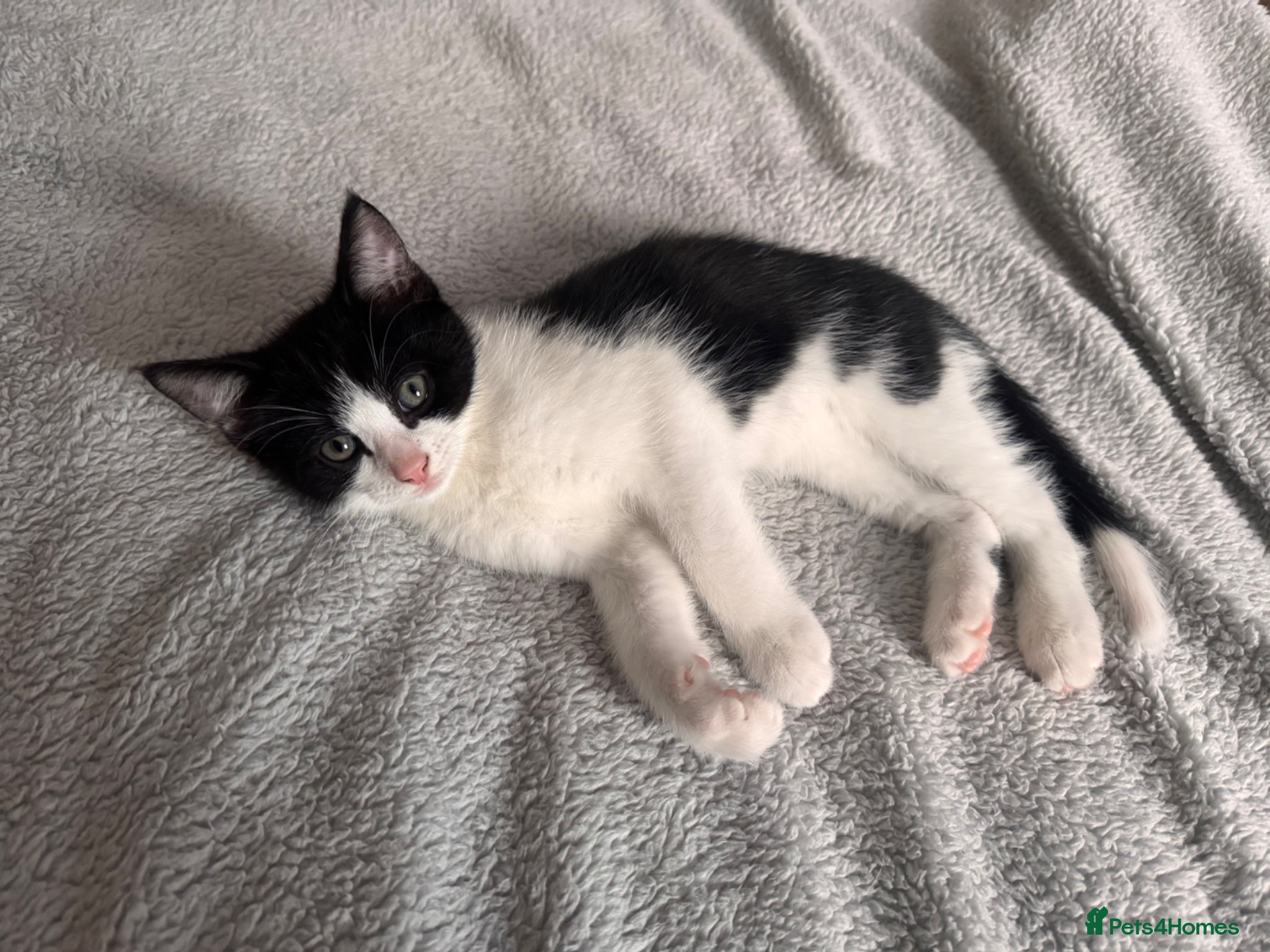 Domestic Shorthair cats 7 beautiful kittens for sale - Advert 22