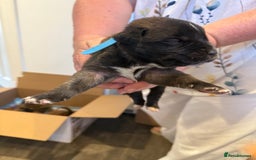 Mixed Breed dogs for sale: Saint Mastiffs for sale - Image 3