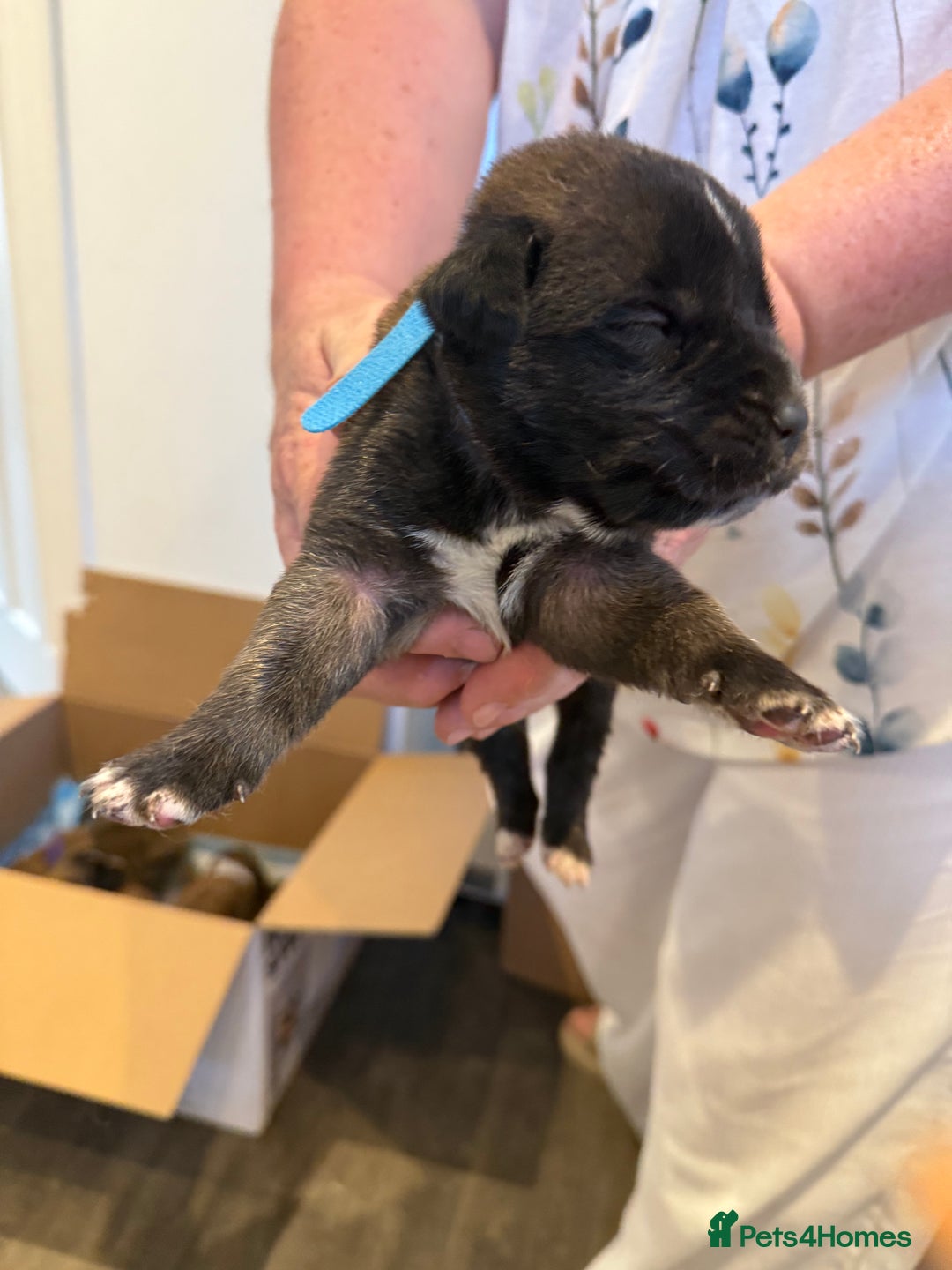 Mixed Breed dogs for sale: Saint Mastiffs for sale - Image 3