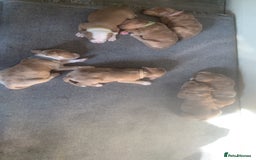 Mixed Breed dogs for sale: Ready to leave Staff x bulldog puppies  - Image 14