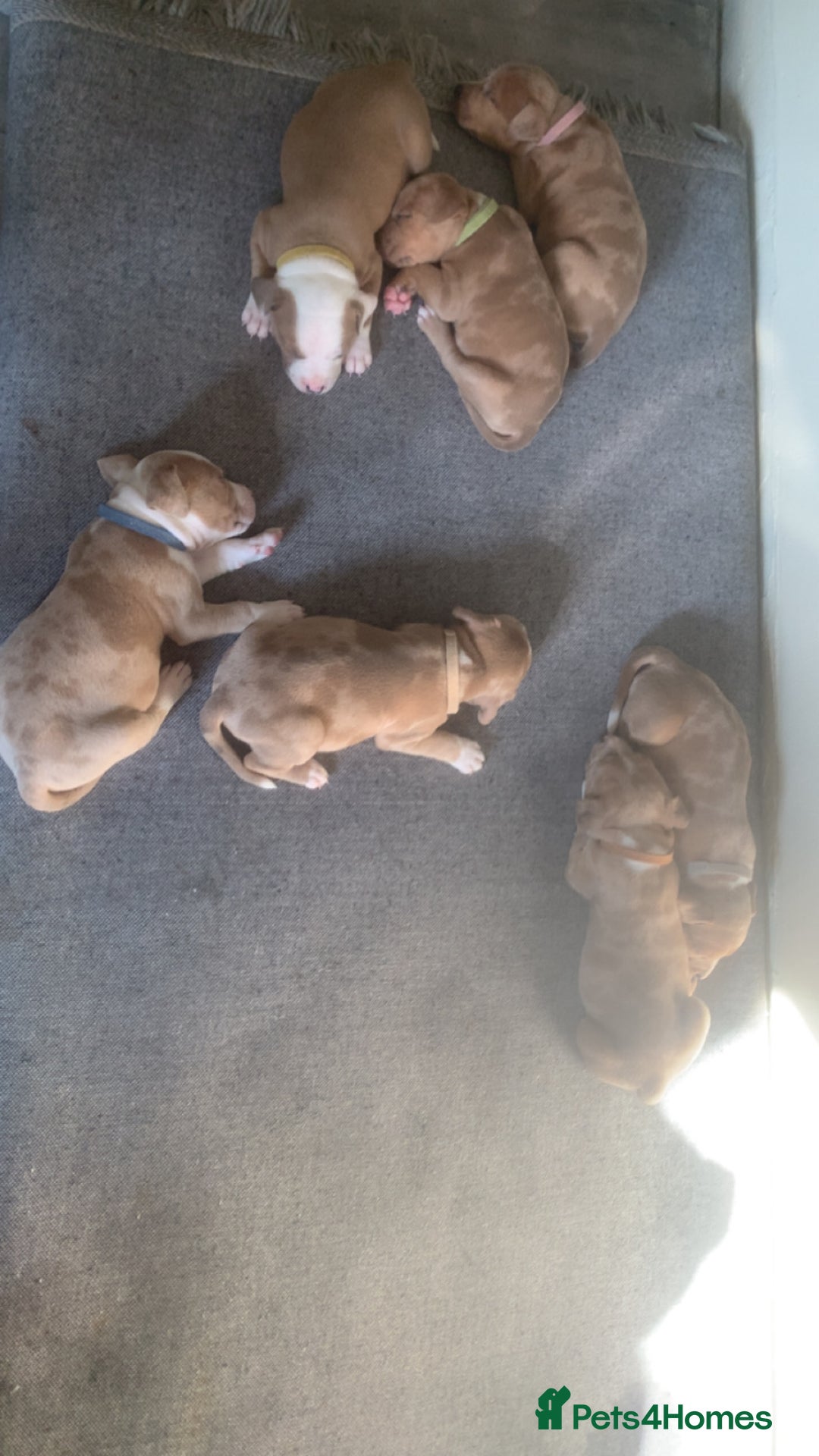 Mixed Breed dogs for sale: Ready to leave Staff x bulldog puppies  - Image 14
