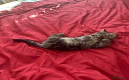 Mixed Breed cats for sale: 4 beautiful kitten - Image 14