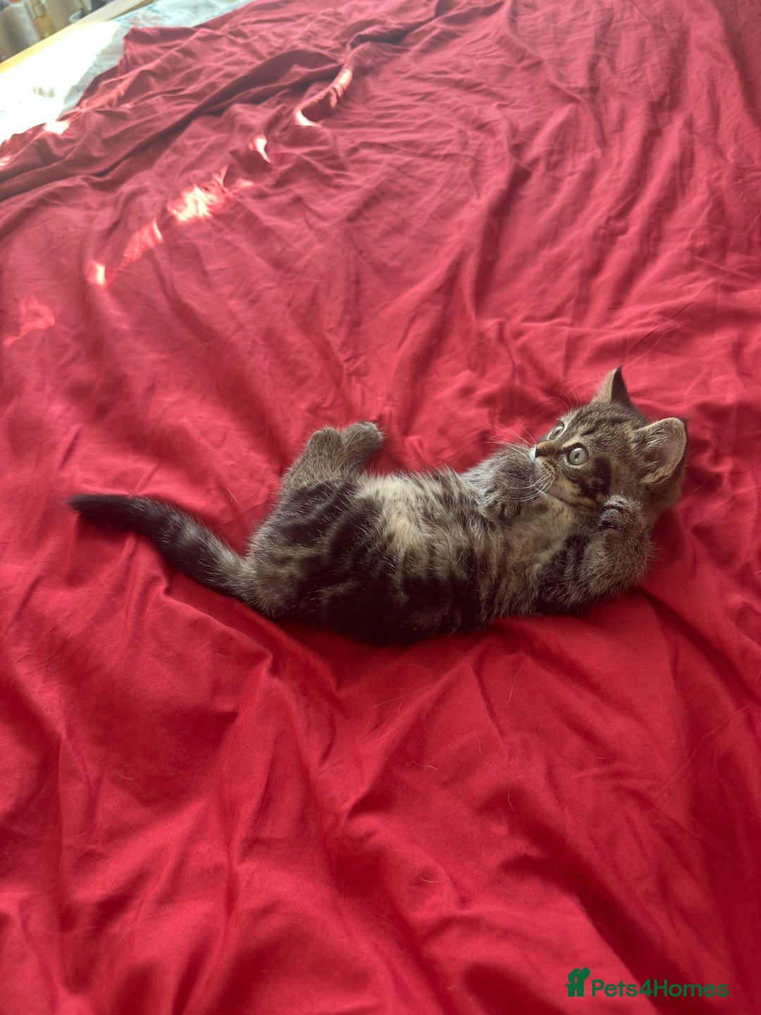 Mixed Breed cats for sale: 4 beautiful kitten - Image 14