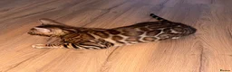 Bengal cats for sale: Stunning TICA registered Bengal boy  - Advert 2