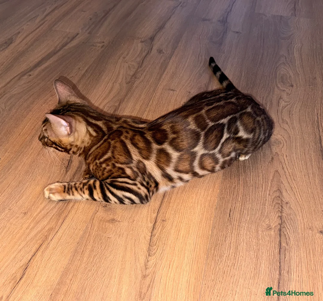 Bengal cats for sale: Stunning TICA registered Bengal boy  - Advert 2