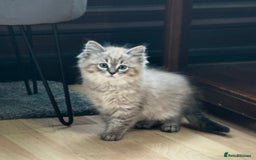 Ragdoll cats for sale: 2 Stunning 3/4 Ragdoll boys available now - Image 7