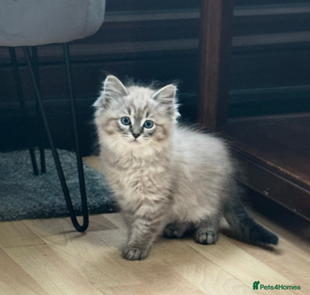 Ragdoll cats for sale: 2 Stunning 3/4 Ragdoll boys available now - Image 7