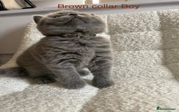British Shorthair cats for sale: 4 purebred British shorthair kittens  - Image 16