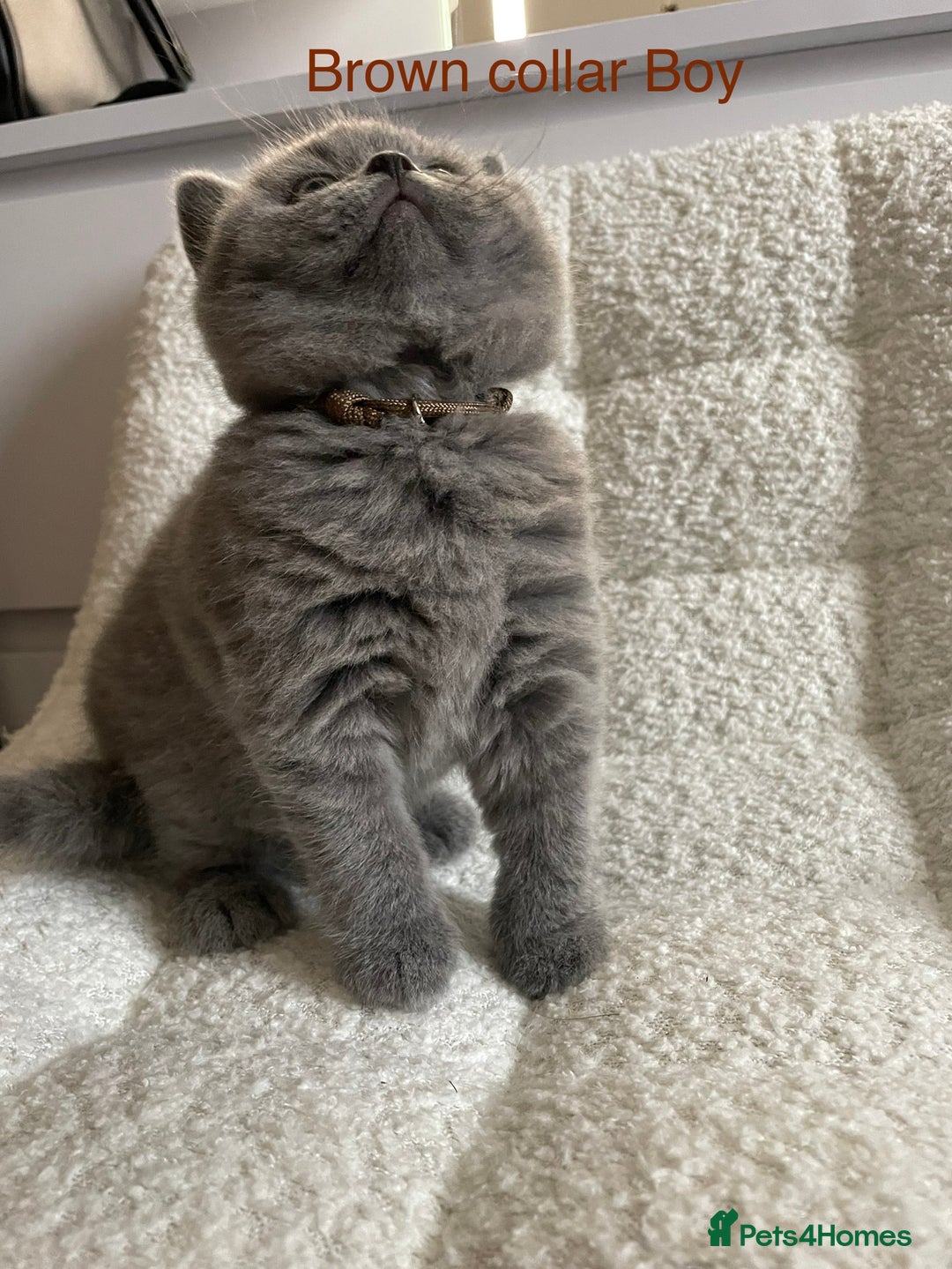 British Shorthair cats for sale: 4 purebred British shorthair kittens  - Image 16