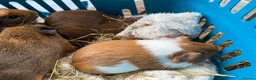 Guinea Pig rodents for sale: 4 x brindle Abbyssinian cross boys - Advert 3