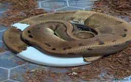 Python Snake reptiles for sale: Royal Pythons  - Image 16