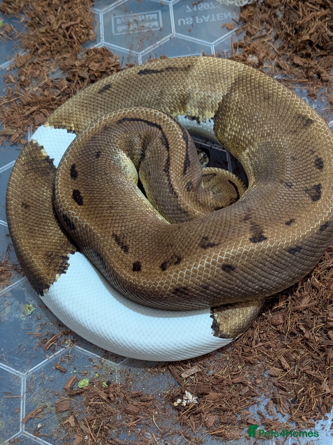 Python Snake reptiles for sale: Royal Pythons  - Image 16