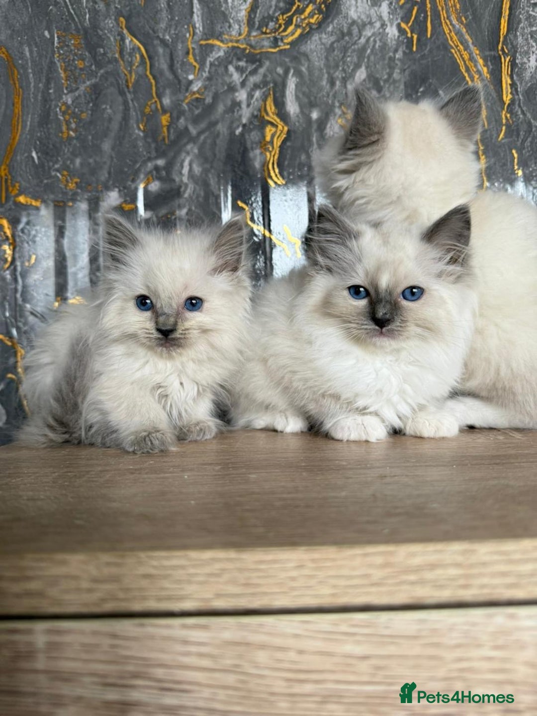 Ragdoll cats for sale: GCCF Registered Ragdoll Blue Point . Ready to go  - Image 6