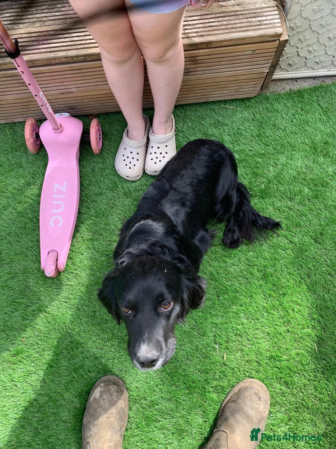 Sprocker dogs for sale: Rehome  - Advert 4
