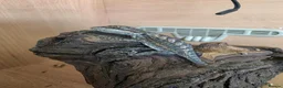Bearded Dragon reptiles for sale: BABY BEARDED DRAGONS TINT OF RED  - Advert 1
