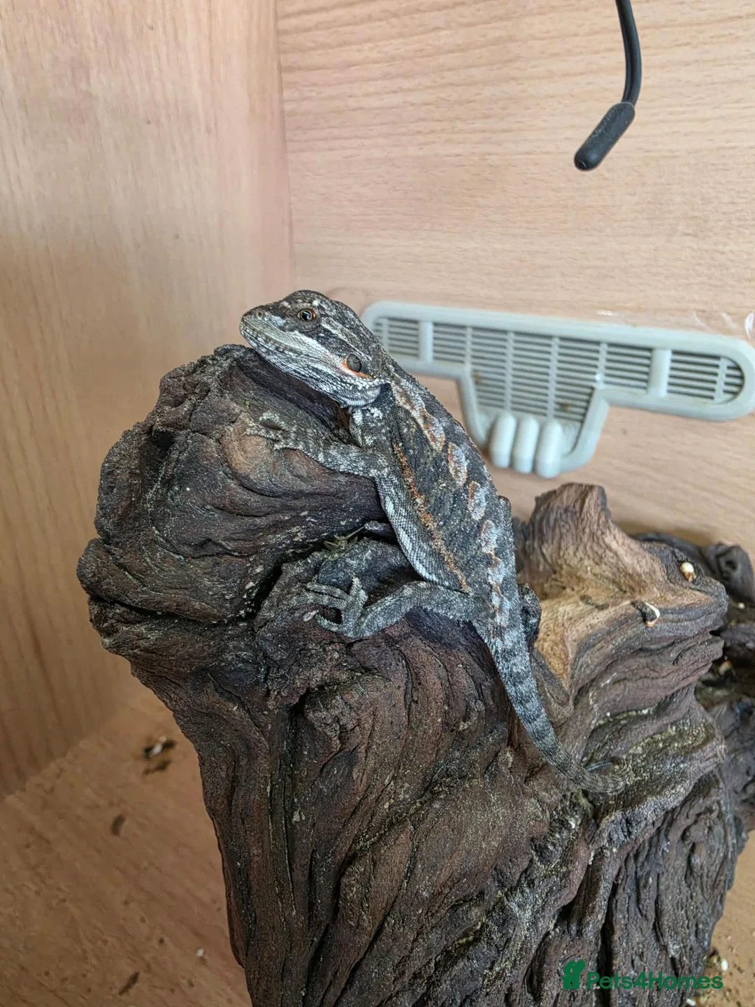 Bearded Dragon reptiles for sale: BABY BEARDED DRAGONS TINT OF RED  - Advert 1