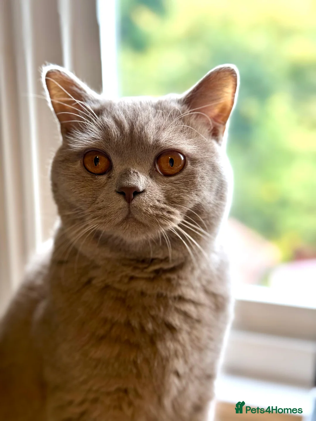 British Shorthair cats for sale: Ted - 17 month lilac British Shorthair - Advert 2